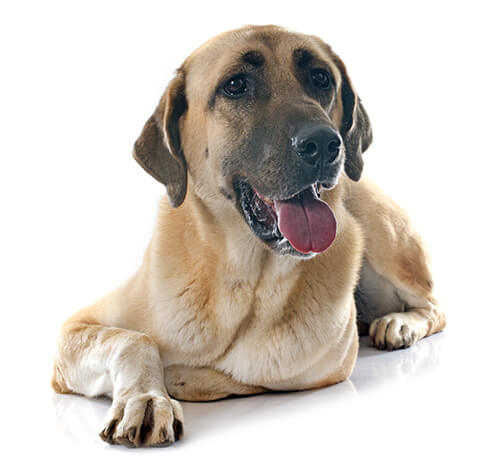 Anatolian shepherd as a hot sale pet